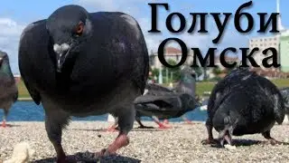 Голуби Омска