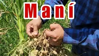 Cosechando maní en USA