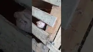 Найден украинский шпион! Будьте бдительны!!!