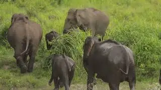 Elephant Herd Afraid & Running Once they Smells Some Danger.