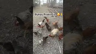 Tamang bahog lang😜🐔🐤🐓 #probinsya #island #marinduque #trending