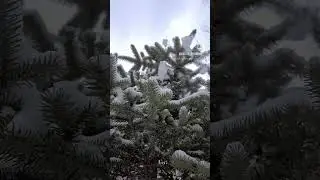 Первый снег.