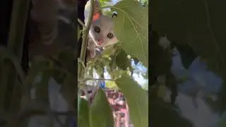 Котики повсюду в нашем хозяйстве