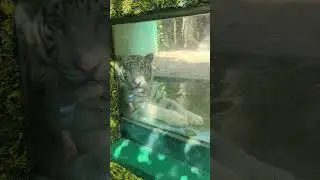 Bengali tiger in Puerto Vallarta zoo