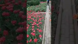 gullar bogging,гуллвр боги