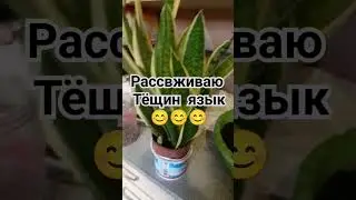 Рассвживаю комнатный цветок Тёщин язык #армавиртелеремонт #армавир #ремонт_led #комнатные цветы