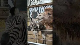 😝Мадагаскар🦓 в 🐫Крыму😳Зебра Верблюд😁Ослик🦓Кормим животных