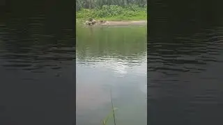 short mancing mania Di sugai