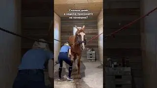 Я – почти каждый😅 #лошади #horses #equestrian #конкур #лошадь #equestrianlife