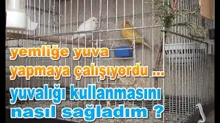 Yemliğe Yuva Yapmaya Çalışan Kanarya