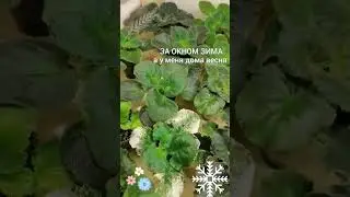 Фиалочки растут