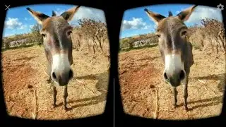 Burro en realidad virtual | Episodio #19