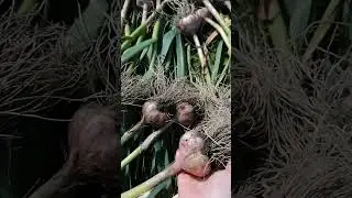 Выкопала чеснок. Урожаем довольна.