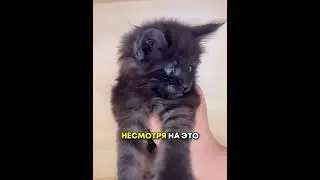 A couple found an unusual cat and decided to give it a home.