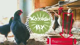 Что случилось со свиньями🦇!? Как поставить проволоку свиньям в нос?
