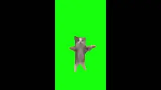 Happy Cat Jumping Meme Green Screen (1 hour) x2 Speed