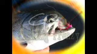 G2 Fishing Frenzy