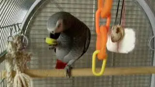 parrot drinking coca-cola