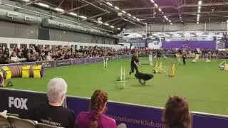 Lexie - Labrador @ Westminster JWW 2018-02-10