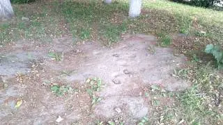 Как купаются в песке воробьи. Прикольные пернатые