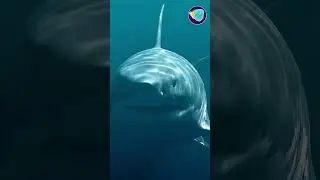 أخطر قرش في البحر المتوسط! 😱 