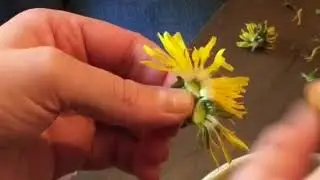 The Easiest Way to Remove Dandelion Petals
