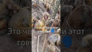 ЭТО ЧТО ЗА ТАКОЙ ЭТОТ ГОВОР РЕЧИ? 👿 