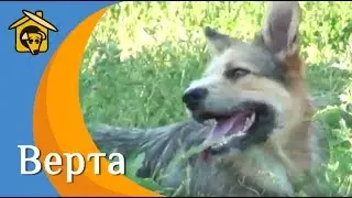 Верта