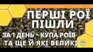Рої полетіли. Діючі приманки для роїв.  Впіймав купу роїв за день. Великі рої