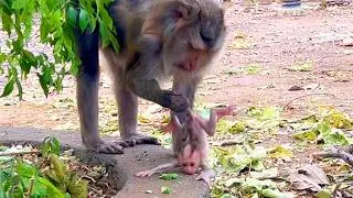 Live: Learning Moment — Baby STEELY Follows Mama Step by Step 🐒💛