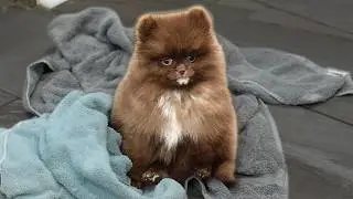 Grooming TWO Tiny Pomeranian Puppies for the FIRST Time 🐾 (So Fluffy It Hurts)