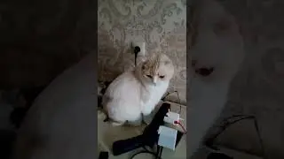 Бонька Солнечный Кот