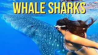 Swim with WHALE SHARKS & Waterfall Chasing in Oslob, Cebu 🇵🇭 - Unforgettable Experience🦈