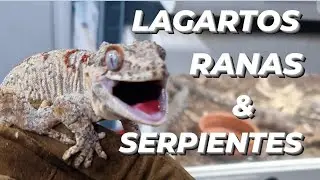 🍀 EXPOTERRARIA 2022 🍀 Geckos, Clamydosaurus y mis serpientes preferidas 🐍