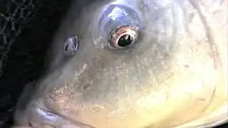 1990 Cuttle Mill - Carp Fishing (480p)