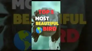 Top 5 MOST Gorgeous Birds! 🌟