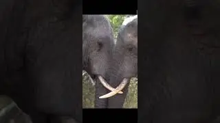 True Love 💝😘 #viralvideo #viral #viralreels #shortsvideo