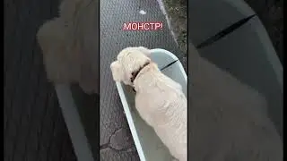 МОНСТР!#природа#дача#собакадругчеловека#другчеловека#щенок#пёс#пес#собака#моясобака#питомец#пёсик