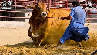 05 SOLD OUT | AQ Cattle Farm 