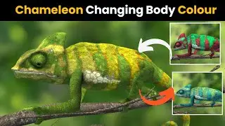 Why Chameleon change his body Color ?