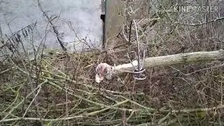 Проверка капканов на куницу #КАПКАНИ  #КУНИЦЯ