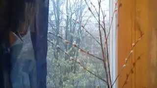 Верба ,фиалки  и Неделя Ваий.