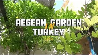 Aegean Garden in Turkey - The flowers and plants of our region. Türkiye.