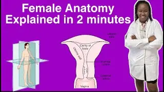 THE EASIEST EXPLANATION OF THE FEMALE ANATOMY