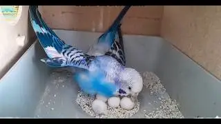 We Examined Maviş's Eggs After Her Death... #muhabbetkuşu #parrot #budgies #elevenlabs