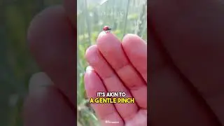Asian Lady Beetle | The Lady Bug's Nasty Cousin