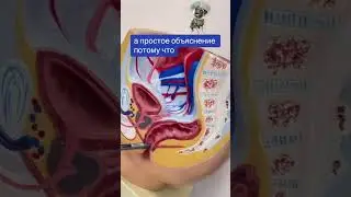 Два органа пососедству