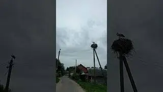 В Минск с 