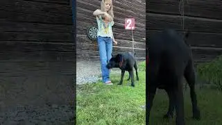Kuka onnistuu opettamaan Taralle tempun⁉️ 🐕  
