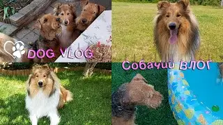 DOG VLOG: Собаки, июль-август 2020, часть I